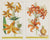 Old botanical print of lilies