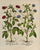 Trifolium Bituminosum: Besler 1713