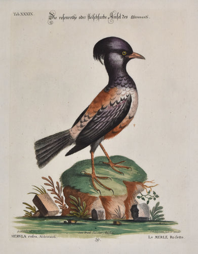 Antique bird print