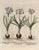 Narcissus Orientalis, Narcissus Constantinopolitanus: Besler 1613-27