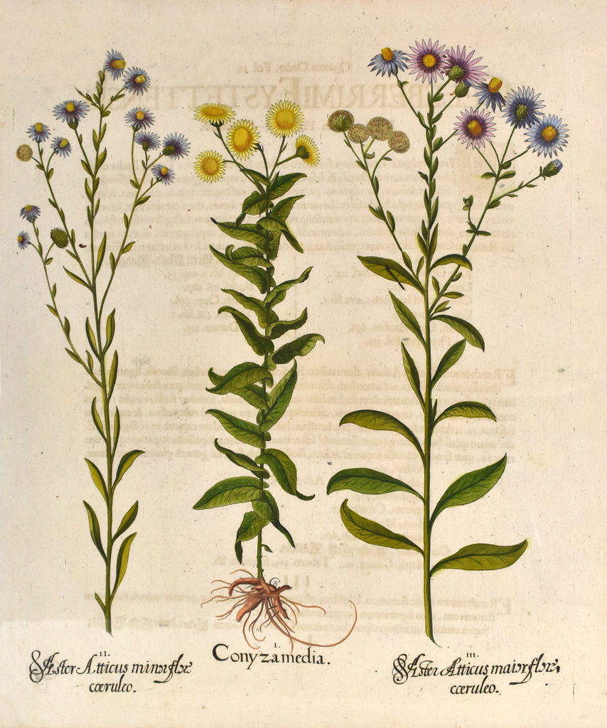 Old print of flowers