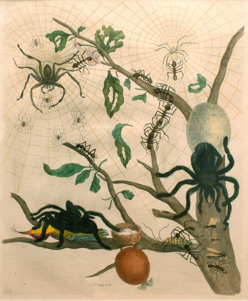 Tarantulas and Army Ants: Maria Sibylla Merian c. 1700