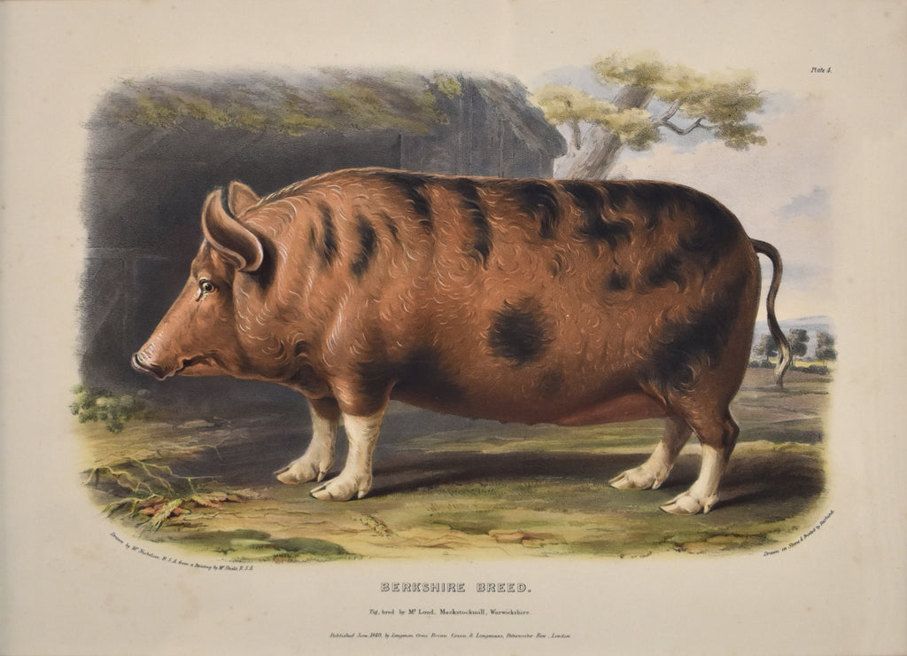 Berkshire Breed: Low 1840