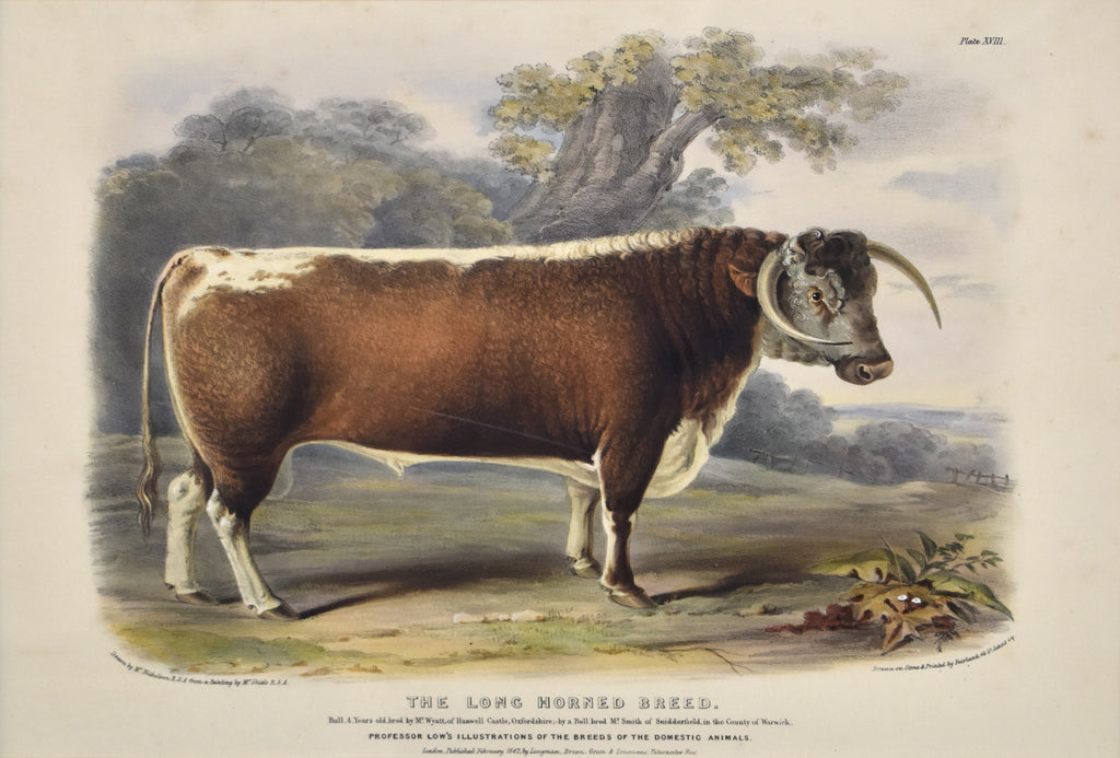 The Long Horned Breed: Low 1842