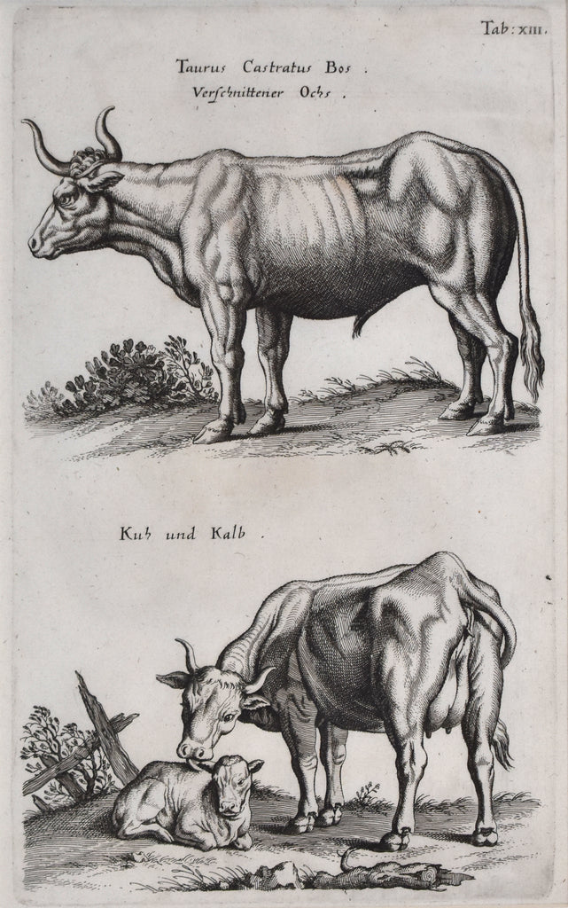 Taurus Castratus Bos, Kuh und Kalb: Merian 1653