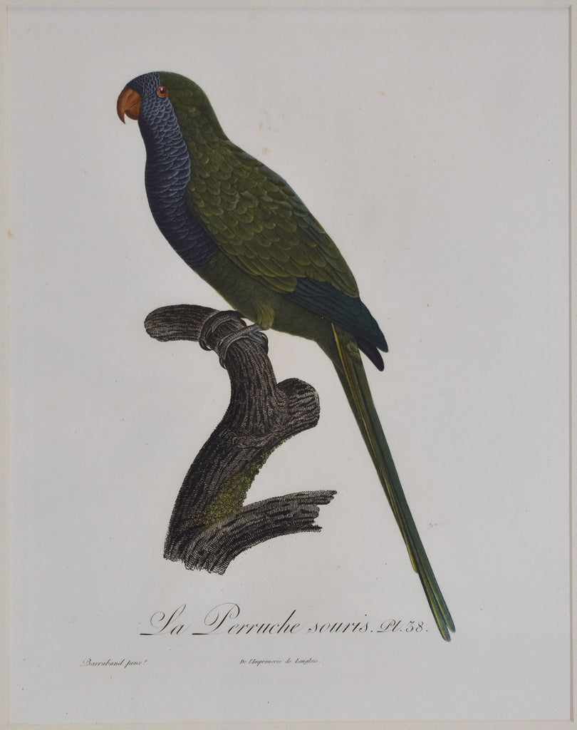 La Perruche souris: Jacques Barraband 1801-05
