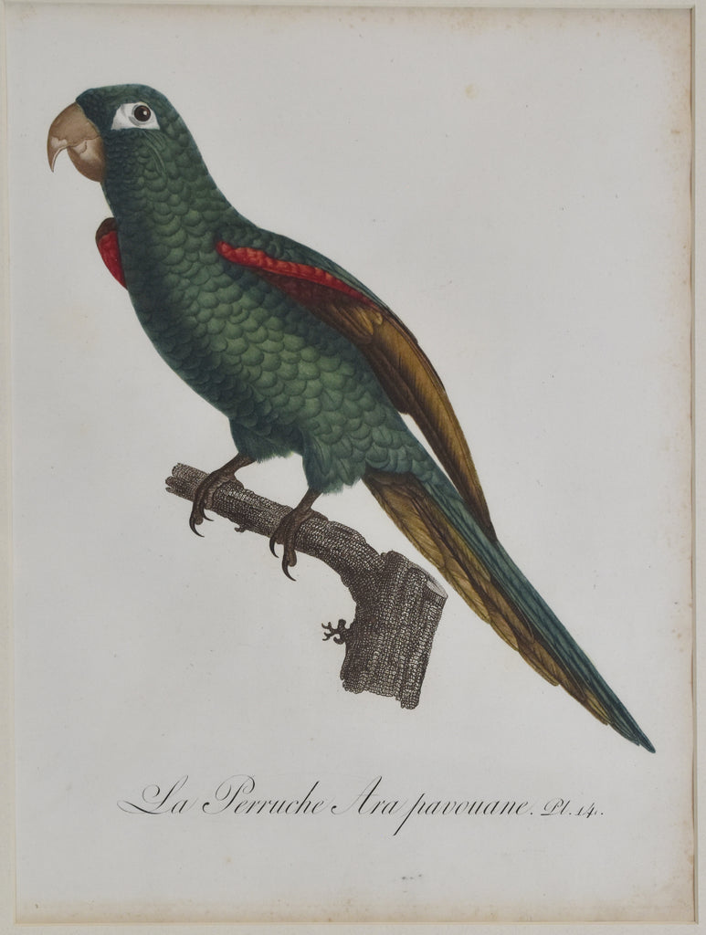 La Perruche Ara pavouane: Barraband 1801-05