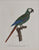 L'Ara mara cana, mâle: Jacques Barraband's Perroquets 1801-05