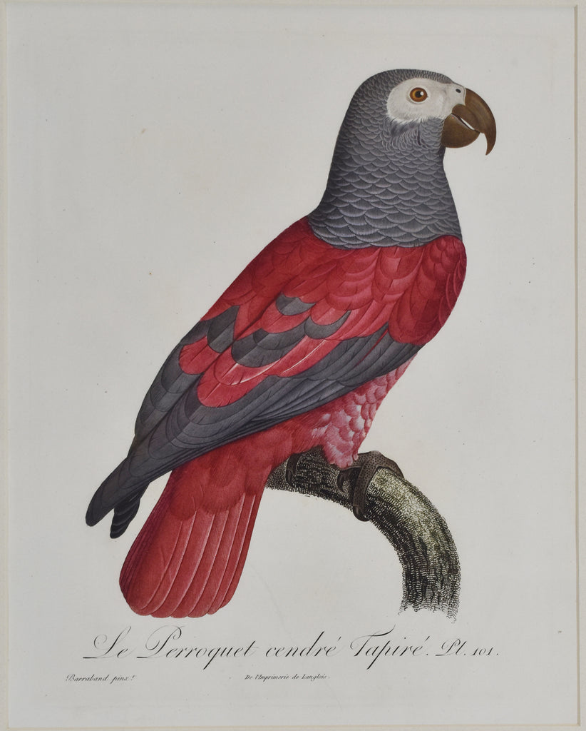 Le Perroquet cendré Tapiré: Barraband 1801-05