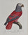 Le Perroquet cendré Tapiré: Barraband 1801-05