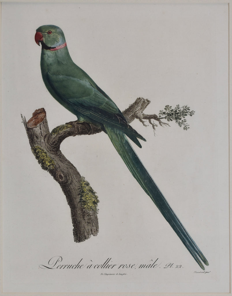 Perruche à collier rose, mâle: Barraband 1801-05