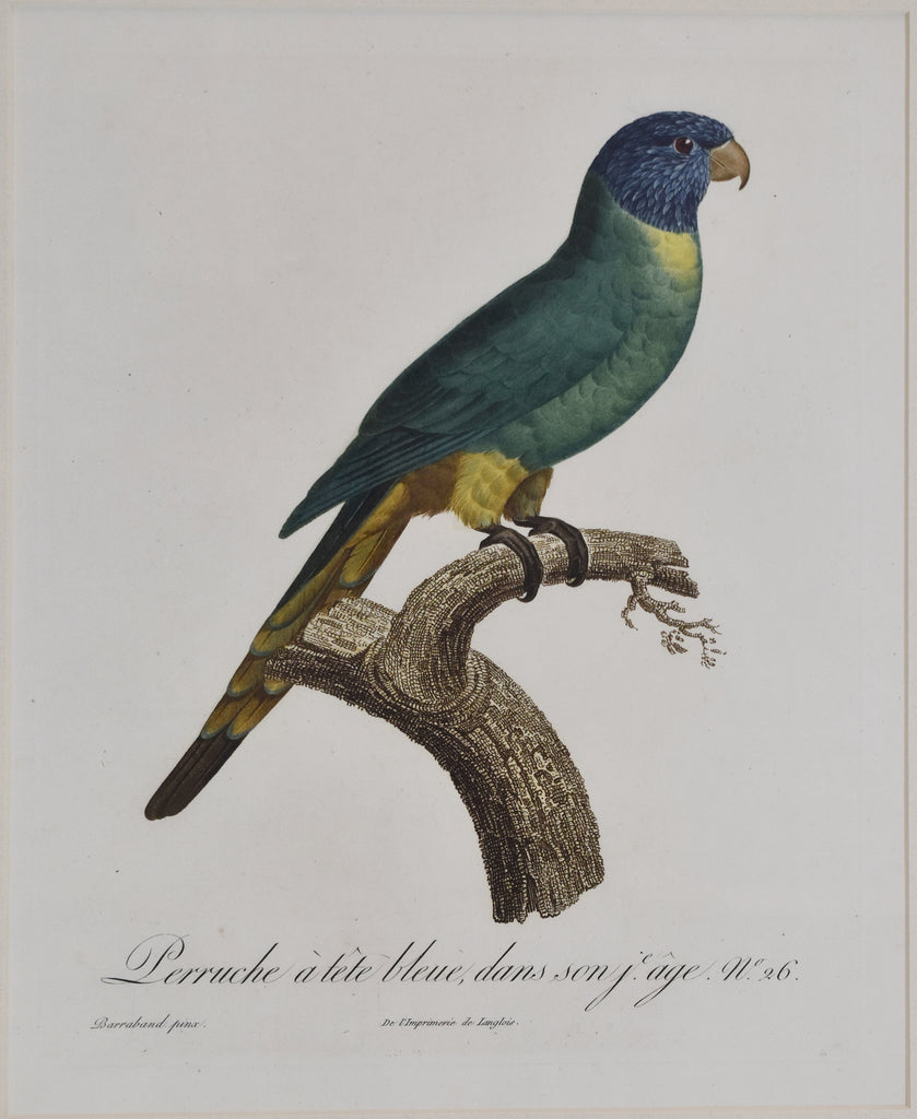 Perruche à tête bleue, dans son j.e âge: Barraband 1801-05