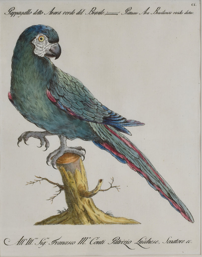 Red-Shouldered Macaw: Saverio Manetti 1770