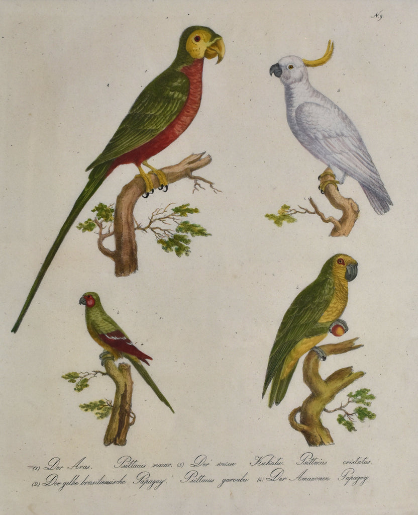 Psittacus macao et al: Brodtmann 1814