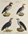 Vultur papa et al: Brodtmann 1814