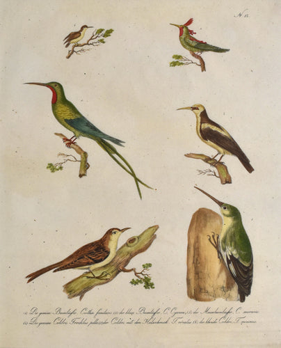 Old print of hummingbirds