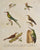 Old print of hummingbirds