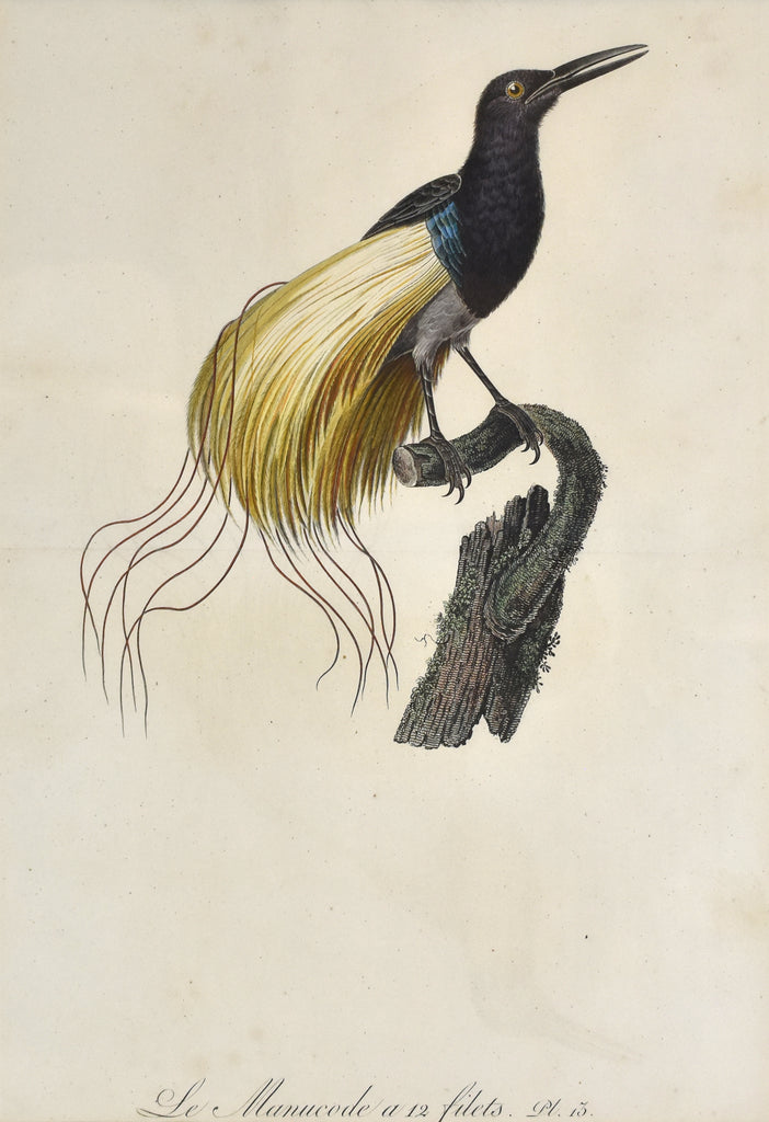 Old print of a bird of paradise