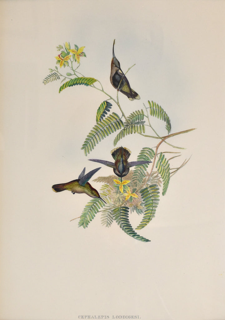 Antique print of three hummingbirds