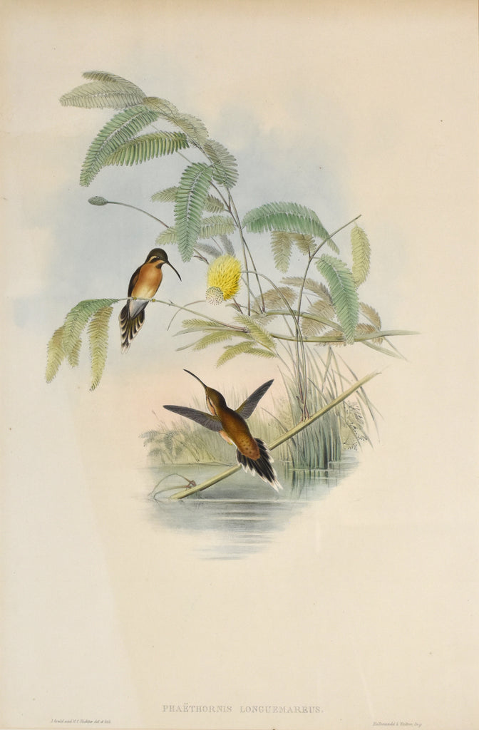 Antique print of two hummingbirds