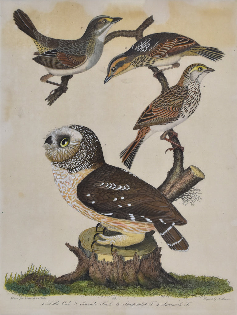 Little Owl et al: Wilson 1810