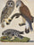 Rough-legged Falcon et al: Wilson 1810