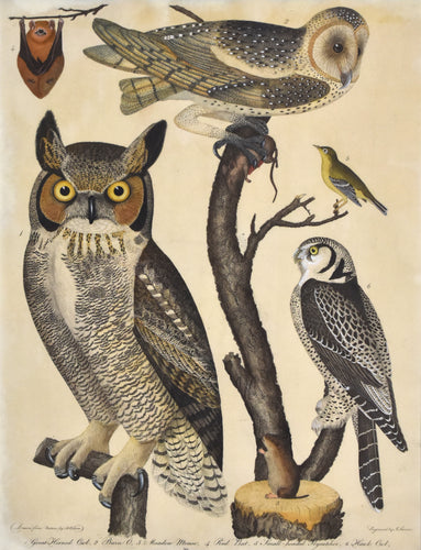 Old print of a great horned owl, barn owl, and hawk owl