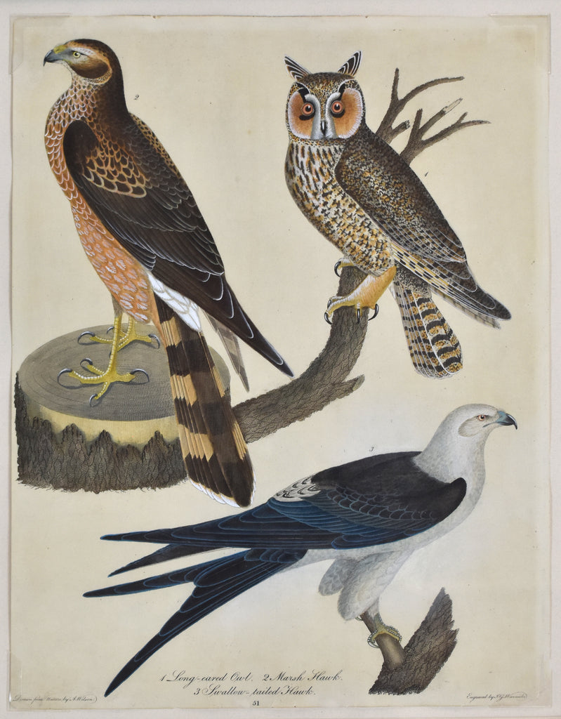 Old print of owl and hawks
