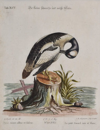 Antique print of a duck
