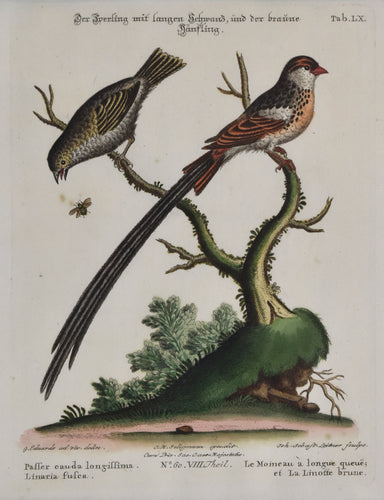 Antique print of finches