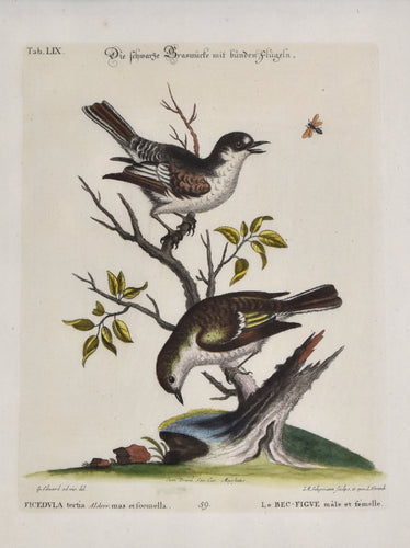 Antique print of two birds