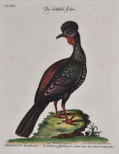 Antique print of a pheasant