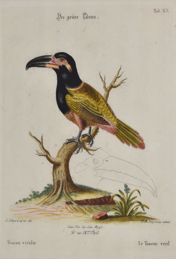 Antique print of a toucan