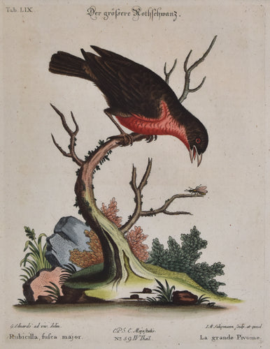 Antique print of a red-breasted blackbird