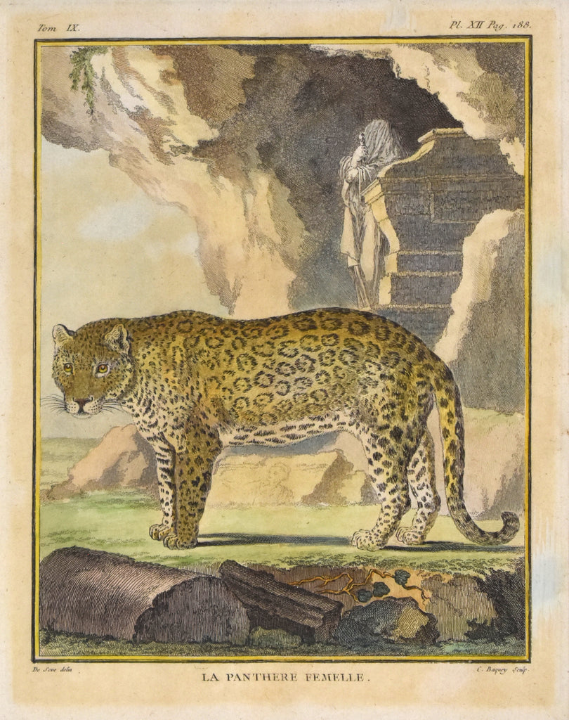La Panthere Femelle: Buffon 1766