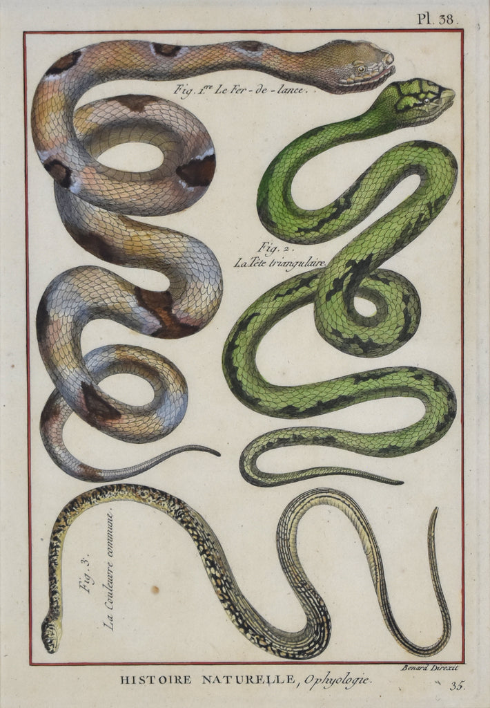 Antique print of snakes