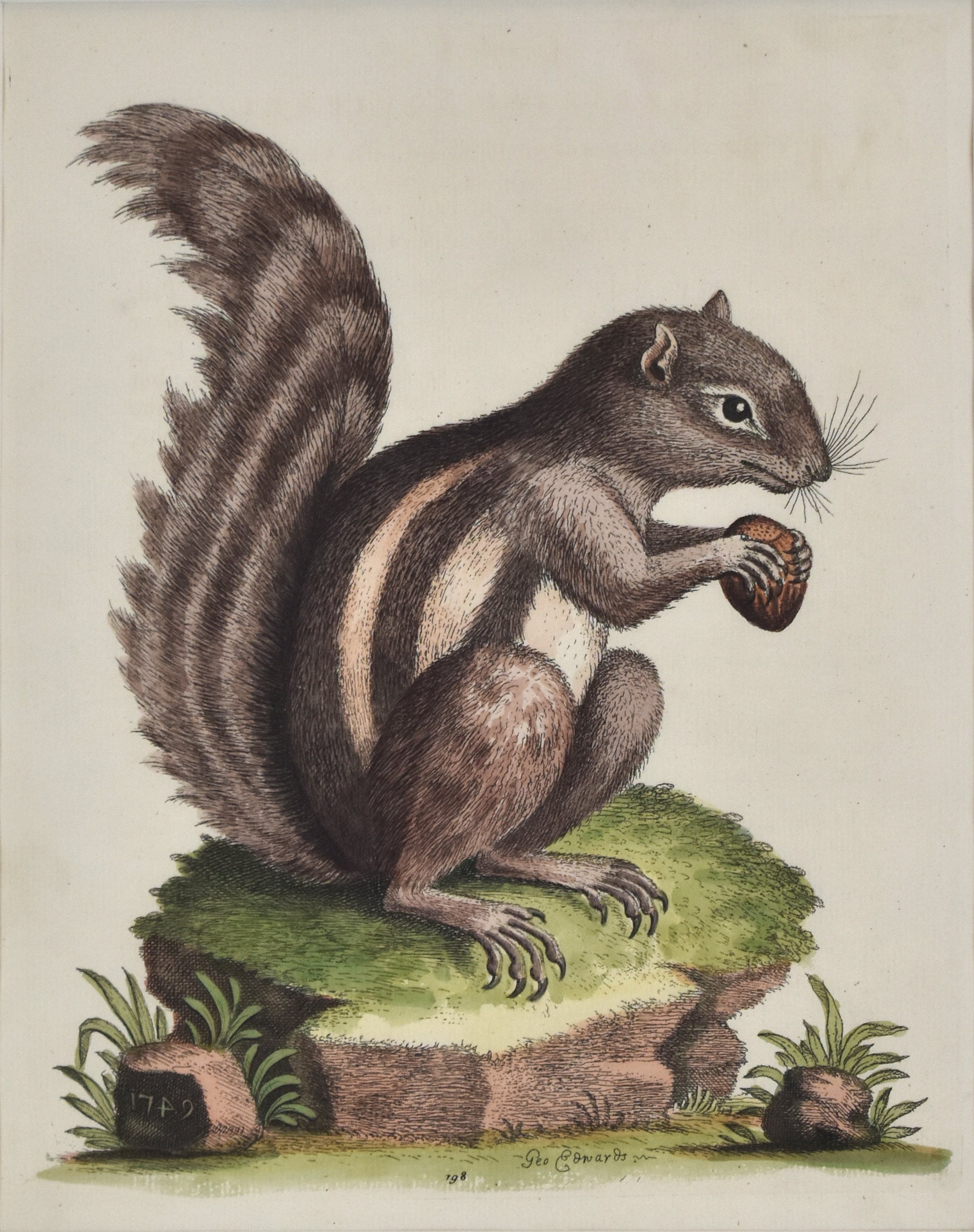 Mammals – The Antiquarium Antique Maps | Quality Custom Picture
