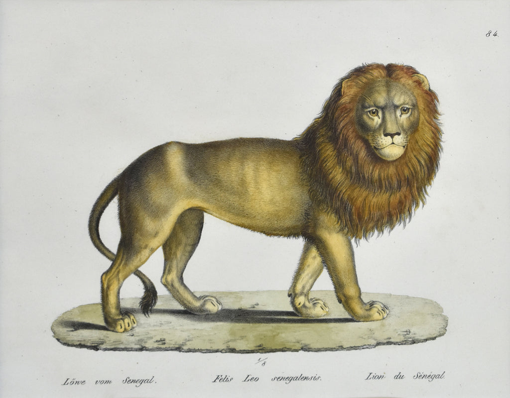 Felis Leo senegalensis: Brodtmann 1824