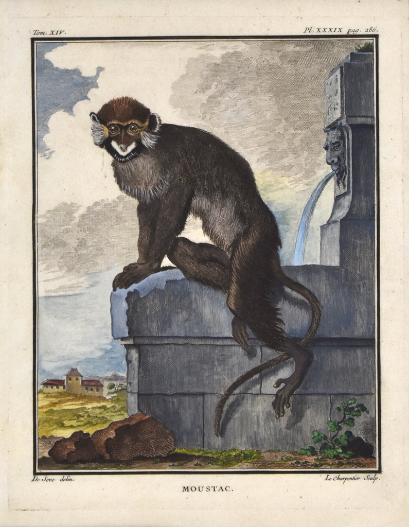 Antique print of a monkey