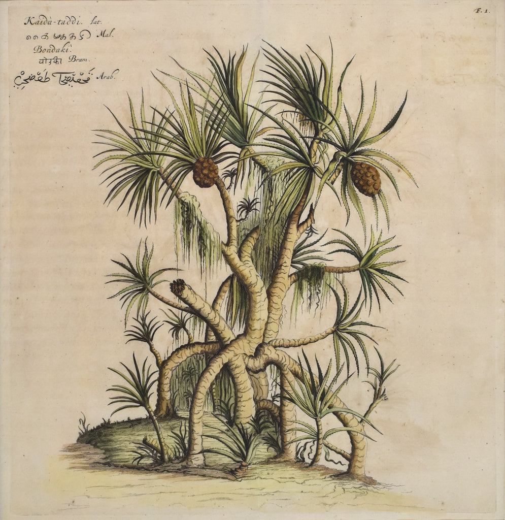 Antique botanical print