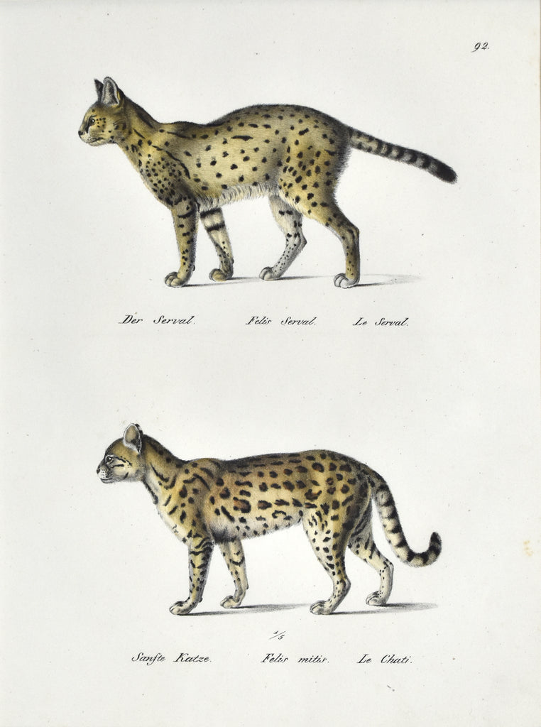 Felis Serval, Felis mitis: Brodtmann 1824