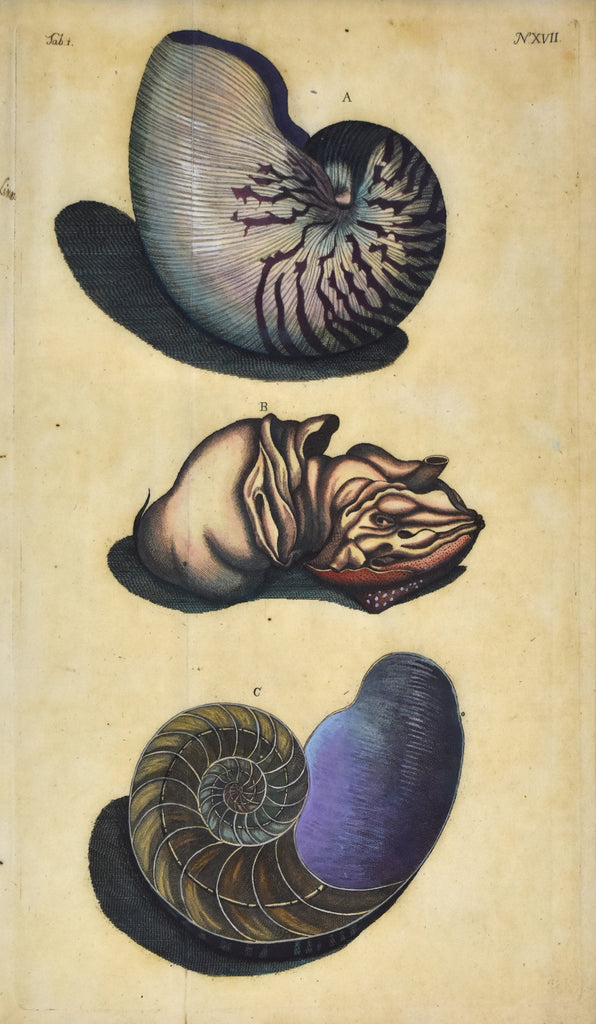 Chambered Nautilus: Rumphius 1711