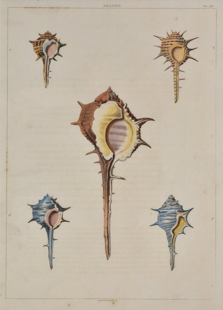 Old print of colorful conch shells