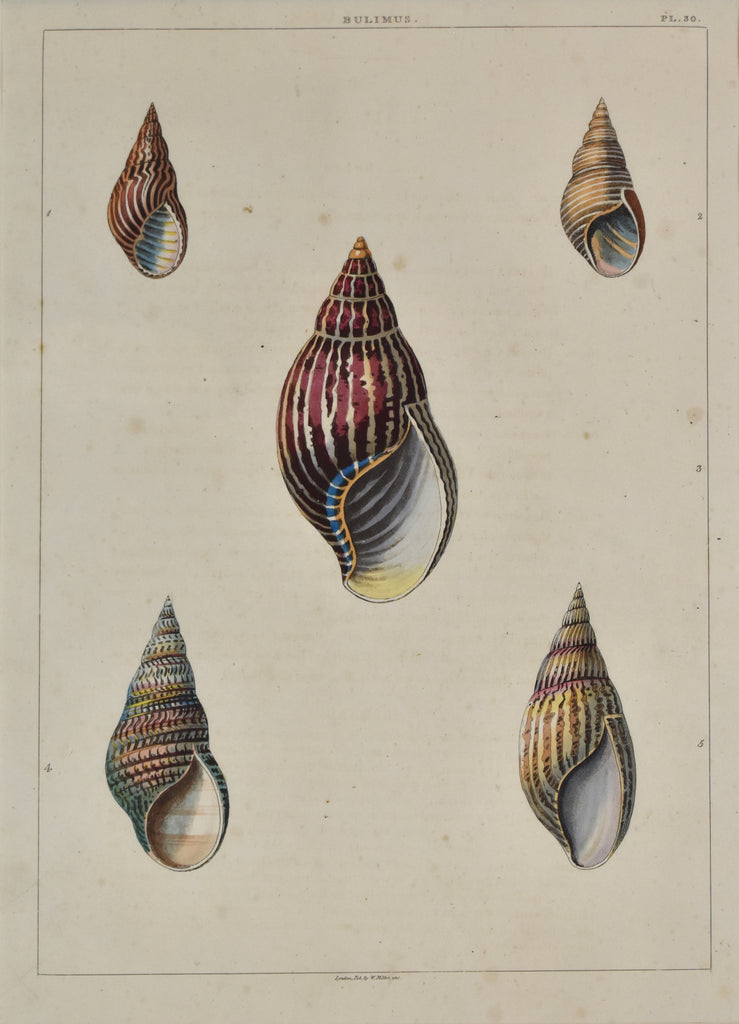 old print of five colorful snail shells