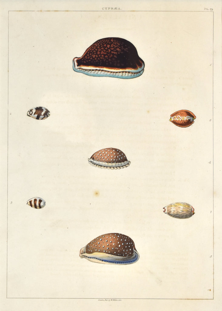 Cypraea: Perry 1811