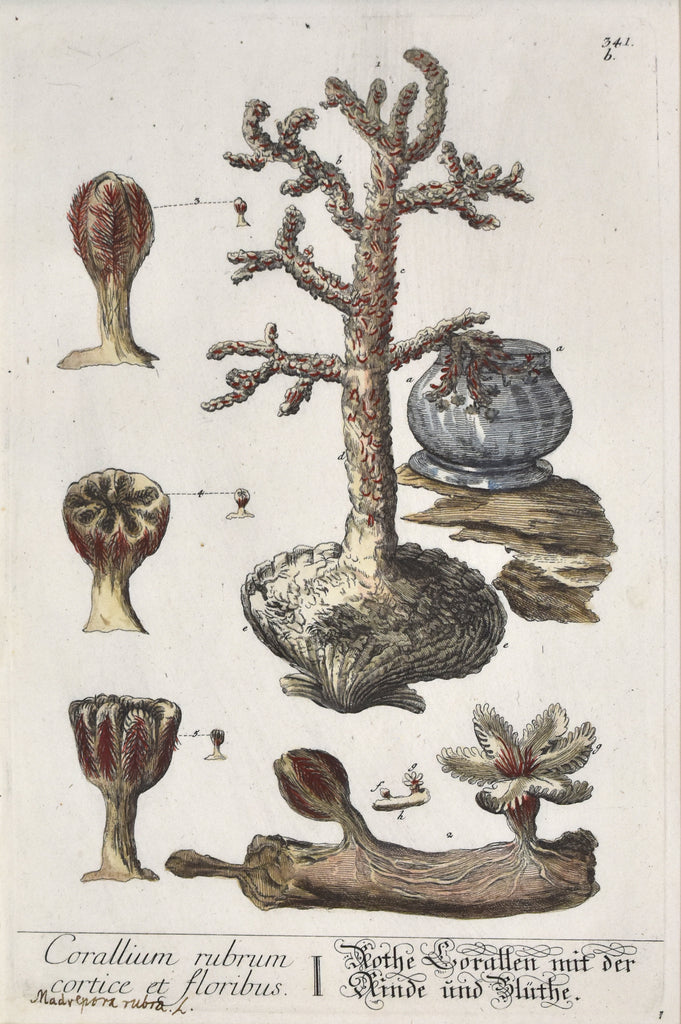 Antique print of red coral