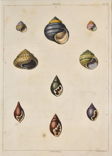 old print of colorful shells
