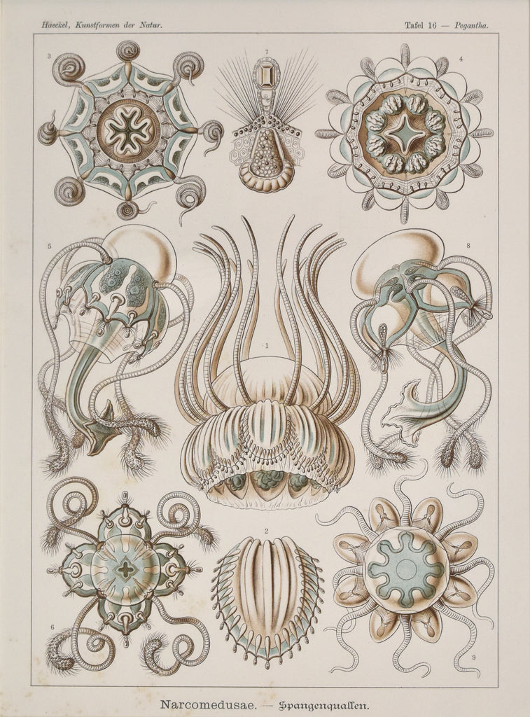 Pegantha: Haeckel 1899