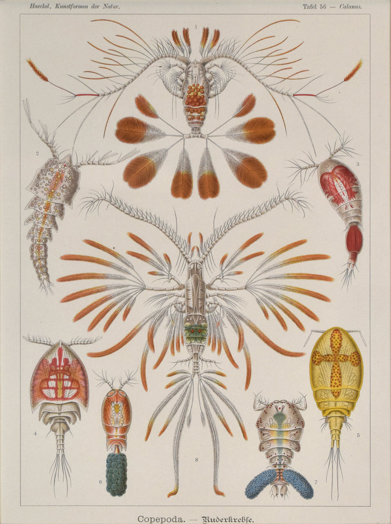 Calanus: Haeckel 1904