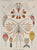 Calanus: Haeckel 1904